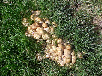 Close-up of a clump