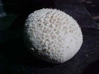 A puffball