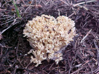 Ramaria rasilispora