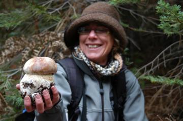 Boletus regineus