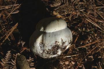 Boletus edulis