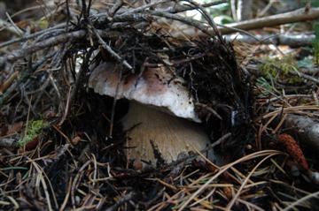 Boletus regineus