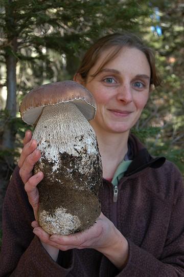 Boletus edulis