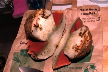 Boletus haematinus