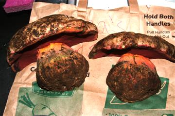 Boletus haematinus