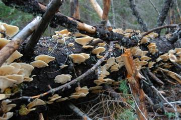 Pleurotus ostreatus