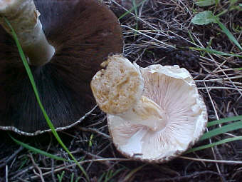 Agaricus perobscurus