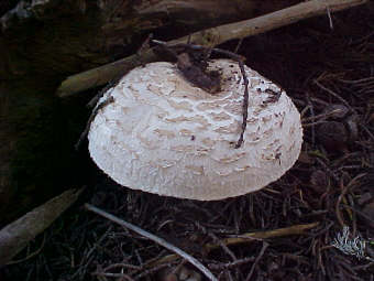 Chlorophyllum brunneum