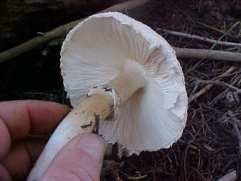 Chlorophyllum brunneum