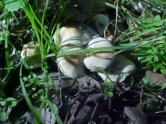 Psathyrella candolleana