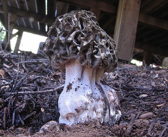 Morchella elata