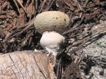 Nivatogastrium nubigenum