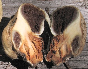 Nivatogastrium nubigenum, cut in half