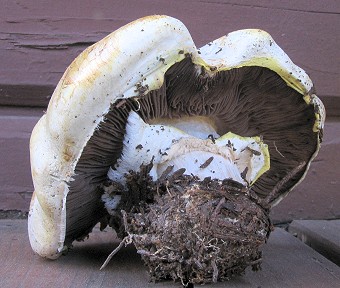 Agaricus albolutescens