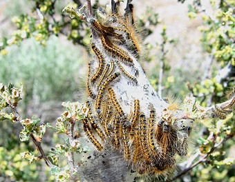 Tent Caterpillar?