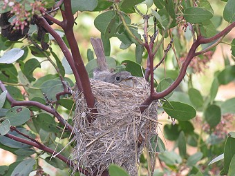 Nesting wren?