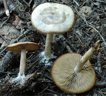 Clitocybe glacialis