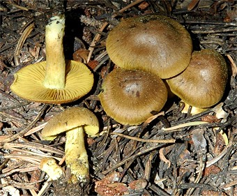 Dermocybe croceus