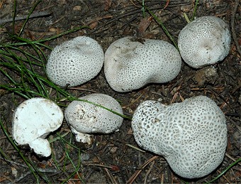 Handkea (Calvatia) subsecretacea