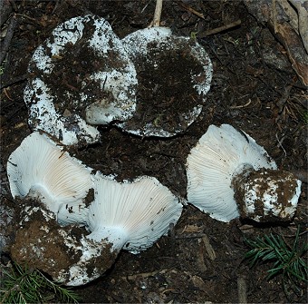 Hygrophorus subalpinus