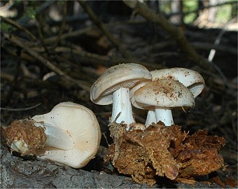 Rhodocollybia maculata