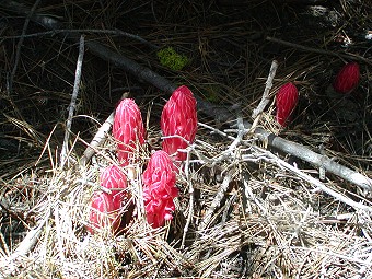 Snow plant